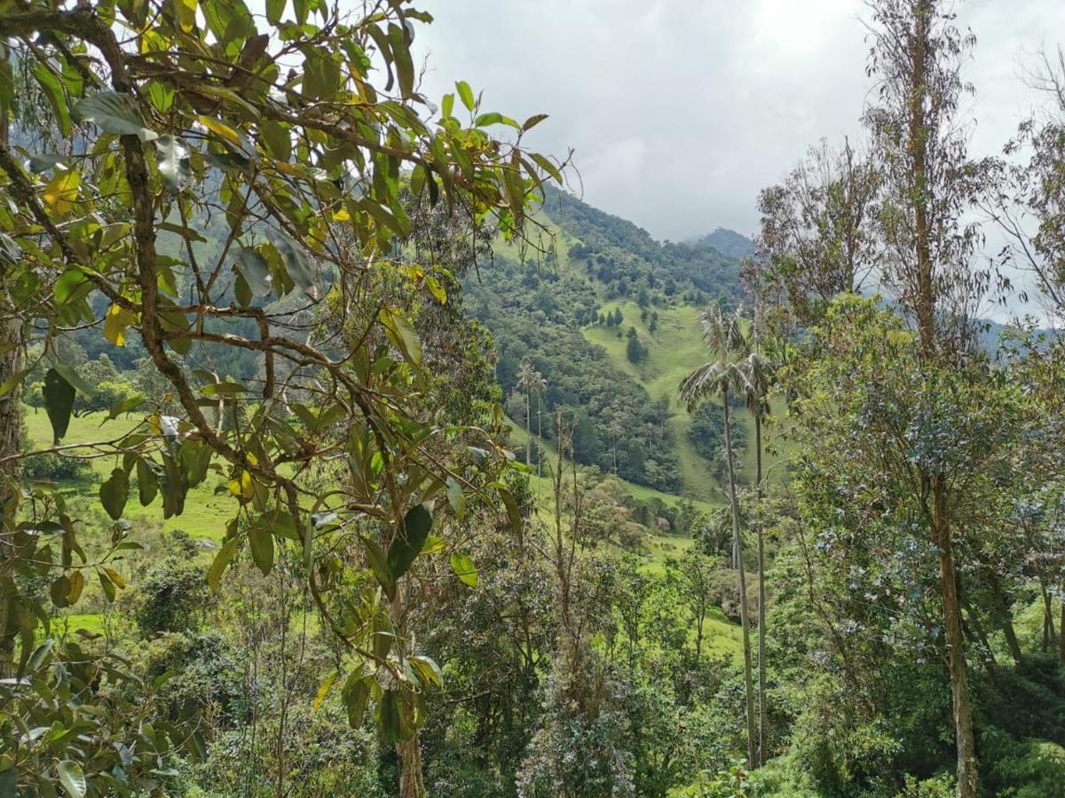 Cabanas Valle Del Cocora La Truchera Salento Zewnętrze zdjęcie